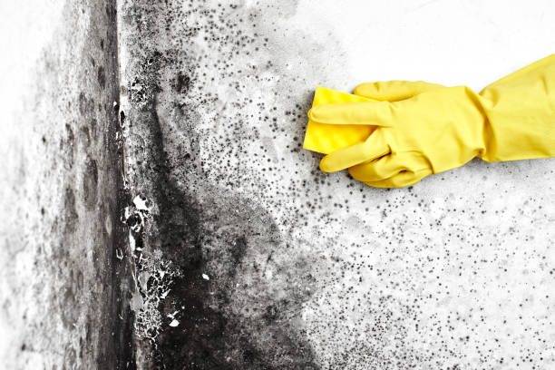 Mold Removal and Inspection in Kimberly, AL