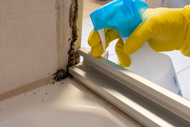 Best Certified Mold Removal  in Kimberly, AL